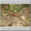 Lacerta agilis - Zauneidechse w10.jpg